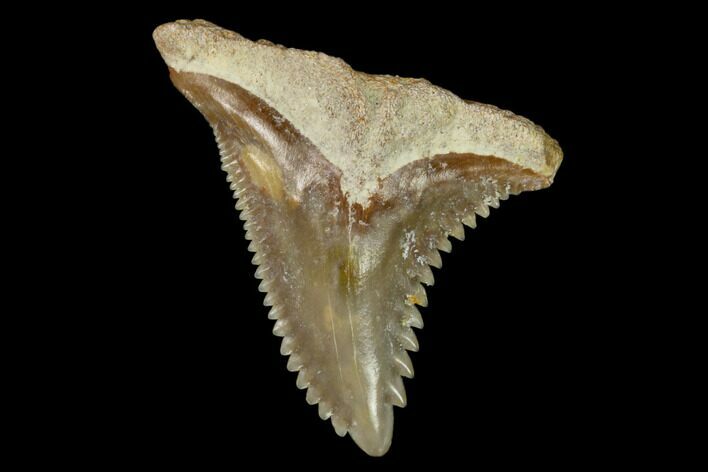 Fossil Shark Tooth (Hemipristis) - Bone Valley, Florida #122579
